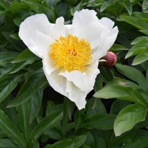 Paeonia lactiflora 'White Wings' ---